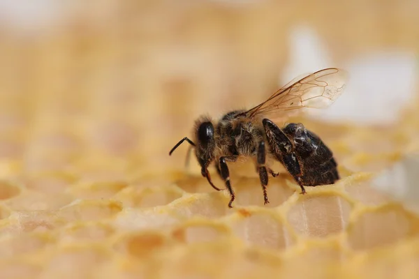 Соты и пчела — стоковое фото