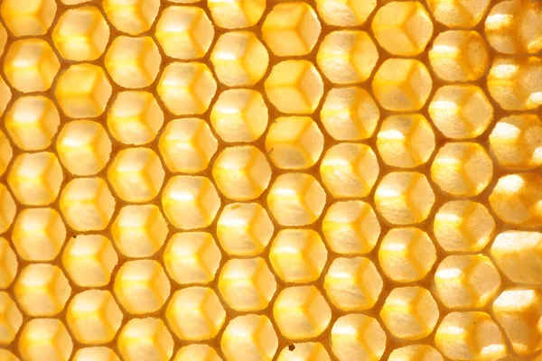 Empty honeycomb — Stock Photo, Image