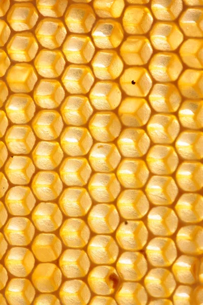 Empty honeycomb — Stock Photo, Image