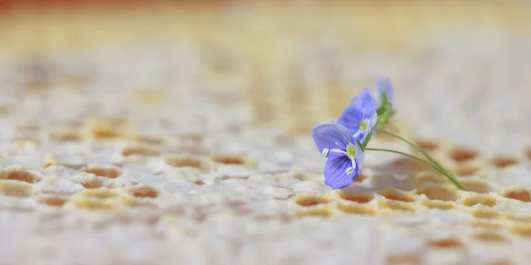 Honeycomb empty and full of honey — Stock Photo, Image