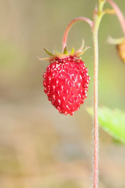 Foresta fragola primo piano — Foto Stock