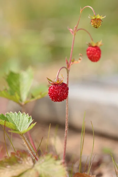 숲에 야생 딸기의의 열매 Fragaria — 스톡 사진