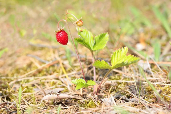 Bush de fresas silvestres en el bosque — Foto de Stock