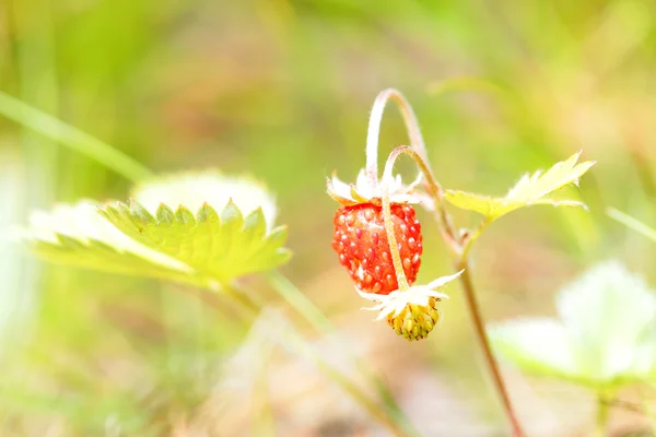 Fresa silvestre sola en el bosque en el arbusto . —  Fotos de Stock