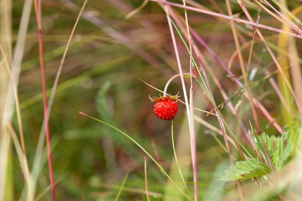 Berry van wilde aardbei in het forest — Stockfoto