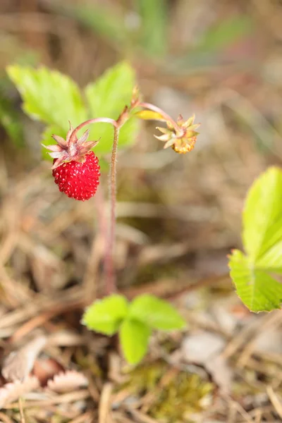 Bush de morangos selvagens na floresta. Fragaria — Fotografia de Stock