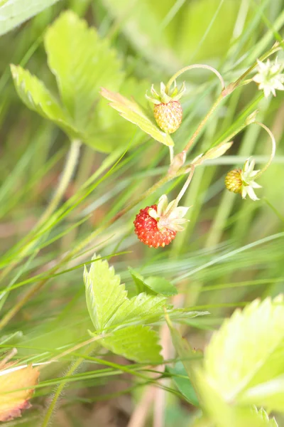 Single wild strawberry in the woods on bush. — Stock Photo, Image