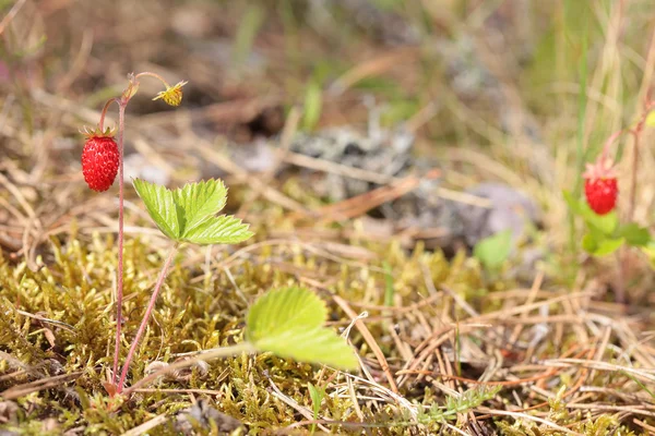 Bush lesních jahod v lese. — Stock fotografie