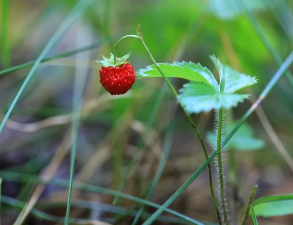 Singola fragola selvatica nel bosco su cespuglio . — Foto Stock