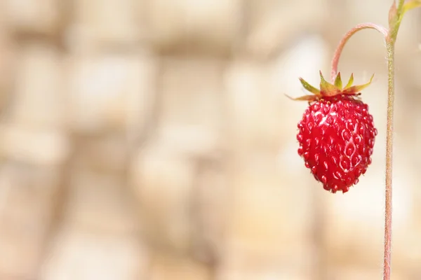 Een aardbei op hout achtergrond — Stockfoto