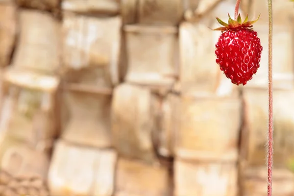 Een aardbei op hout achtergrond — Stockfoto