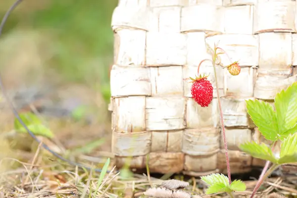 Heester met een aardbei op stam. Hout berken schors achtergrond — Stockfoto