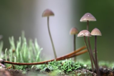 Moss çürük bir tahta üzerinde mantar grup