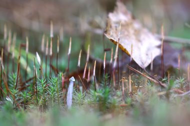 Bir küçük mantarı portre