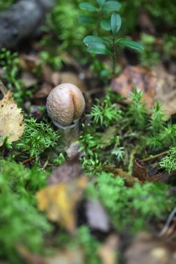 One toadstool closeup similar to a phallus
