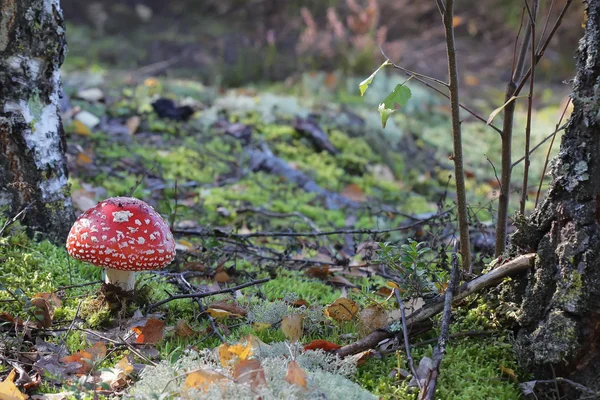 Closeup Muchomůrka Amanita — Stock fotografie