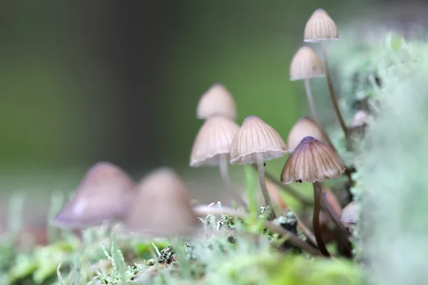 Skupina malých magické houby closeup — Stock fotografie