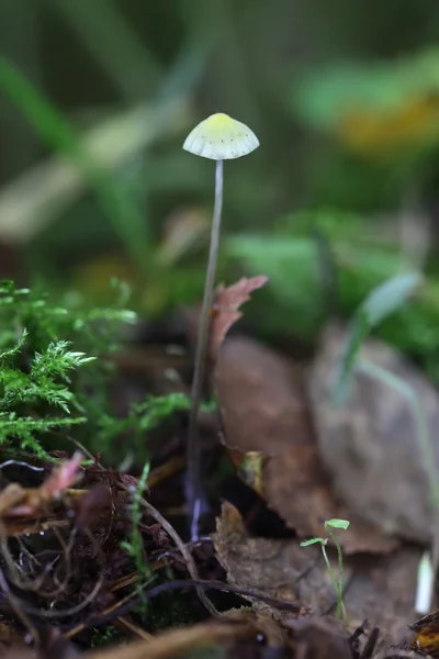 한 매우 작은 버섯 근접 촬영 — 스톡 사진