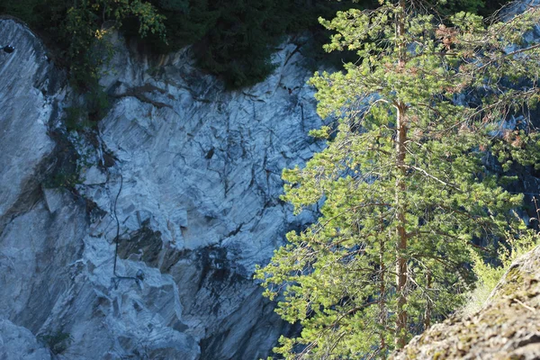 Lonely tree on a cliff. Trees and rocks