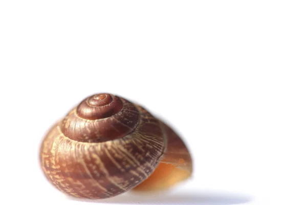 A concha do caracol no fundo branco — Fotografia de Stock