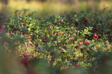 Ormandaki kızılcık glade