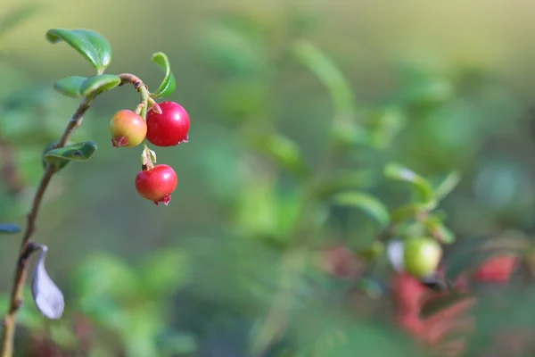 숲에서 부시에 lingonberry — 스톡 사진