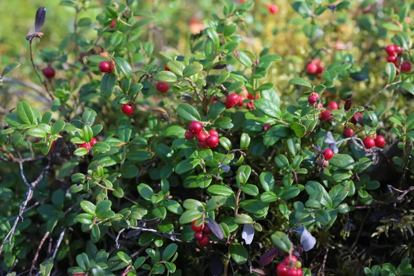 Lingonberry on a bush in the woods — Stock Photo, Image