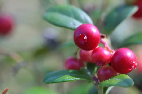 숲에서 부시에 lingonberry — 스톡 사진