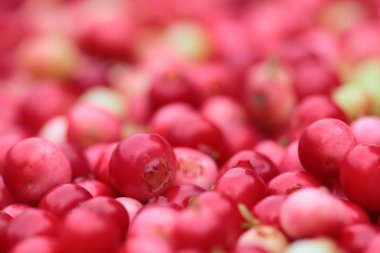 Kırmızı orman lingonberries dokusuna
