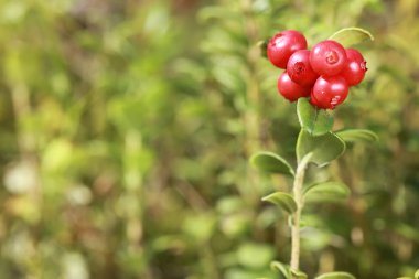 Ormanda bir Bush İsveç kirazı