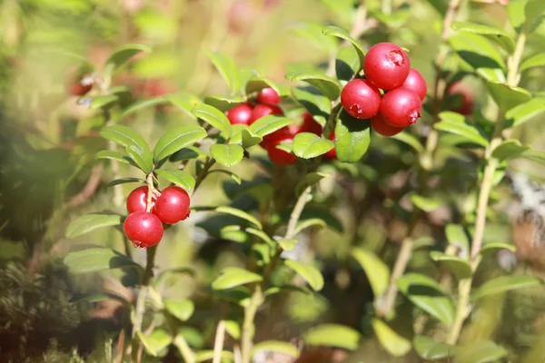 숲에서 부시에 lingonberry — 스톡 사진