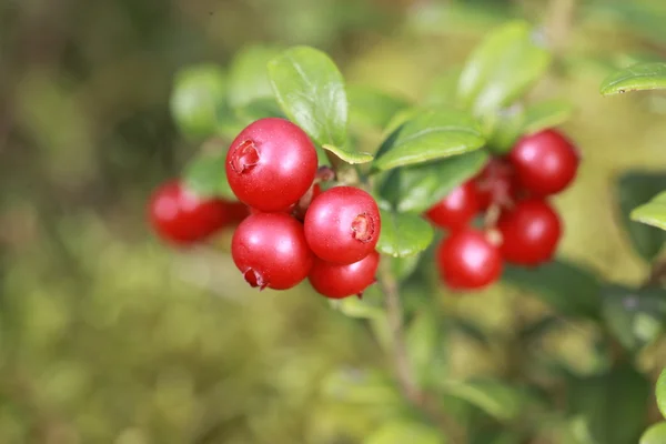 숲에서 부시에 lingonberry — 스톡 사진