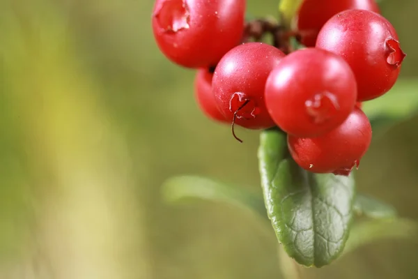 숲에서 부시에 lingonberry — 스톡 사진