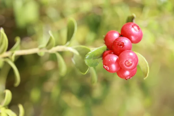 숲에서 부시에 lingonberry — 스톡 사진