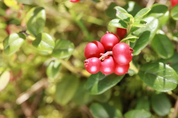 Lingonberry on a bush in the woods — Stock Photo, Image