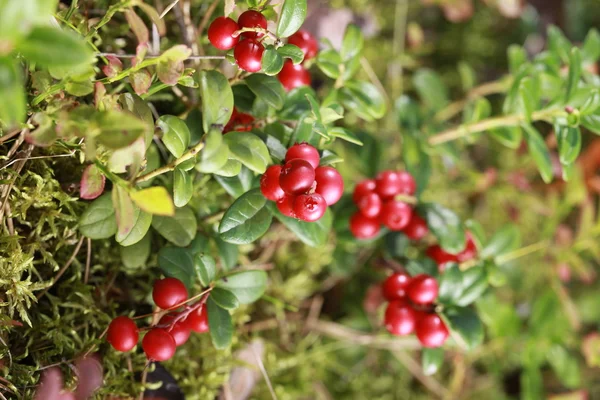 숲에서 부시에 lingonberry — 스톡 사진