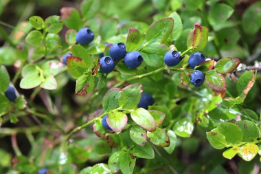 Ormandaki Bush yaban yaban mersini. Vaccinium myrtillus