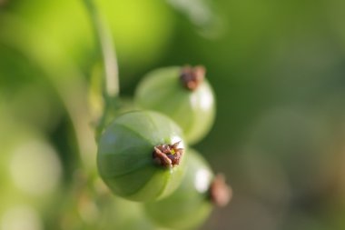 Yeşil kırmızı kuş üzümü. Ribes spicatum