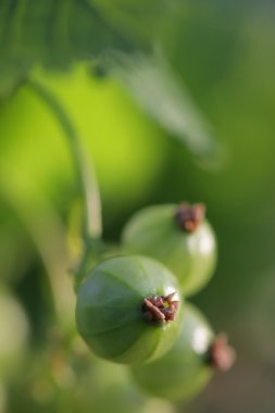 Yeşil kırmızı kuş üzümü. Ribes spicatum