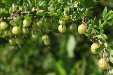 Yeşil bektaşi Bush. Grossularia