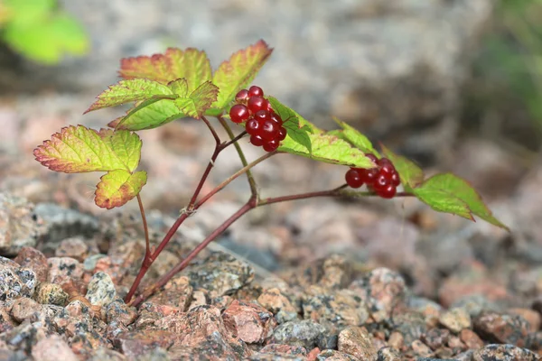 The bush of stone bramble berries. Rubus saxatilis — Stock Photo, Image