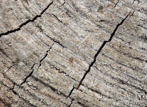 Texture of old wood