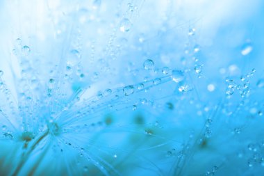 Soyutlama mavi: karahindiba tohum ve çiy damlaları