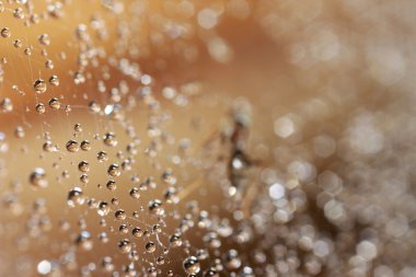 Örümcek ağı üzerinde damlacıklar yakın çekim