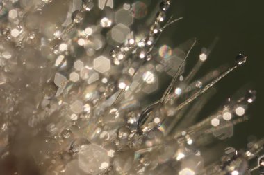 Kabarık karahindiba çiy damlaları içinde