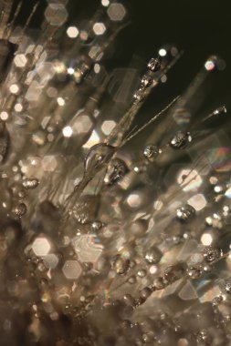 Kabarık karahindiba çiy damlaları içinde