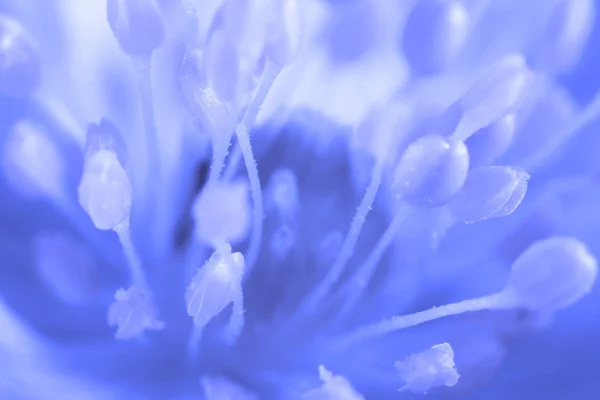 Abstracto imagen azul la flor de la gota de nieve primer plano — Foto de Stock