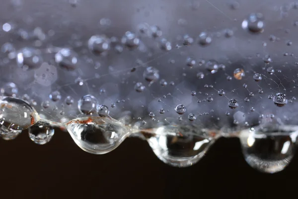 Gotas na teia de aranha de perto — Fotografia de Stock