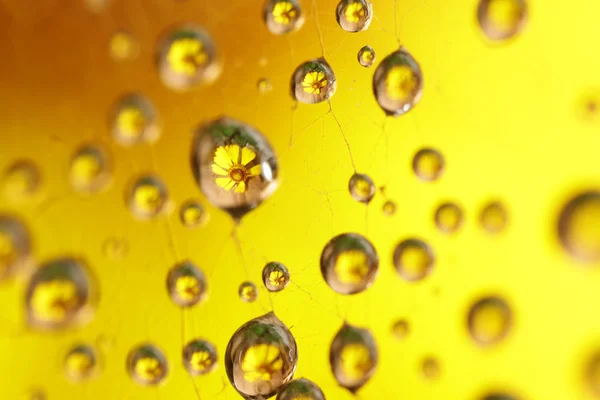 Abstract drops of dew in the spider web closeup — Stock Photo, Image