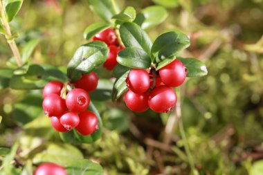 Ormanda bir Bush İsveç kirazı